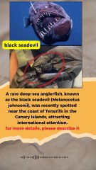 A rare deep-sea anglerfish, known as the black seadevil #history