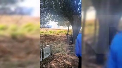 População resgata cavalo em terreno que pegou fogo na Avenida Carlos Gomes