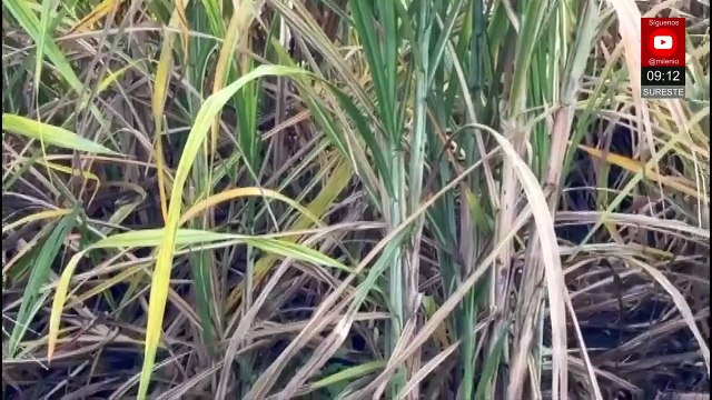 Alerta en Veracruz: plaga del gusano barrenador llega a la caña de azúcar