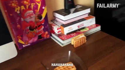 A Cat With Infinite Rizz - Funny Cat Compilation - FailArmy