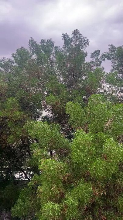 Weather