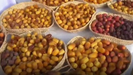 ആഘോഷമായി ഒമാനിൽ റുതബ് ഈത്തപ്പഴ ഫെസ്റ്റ്