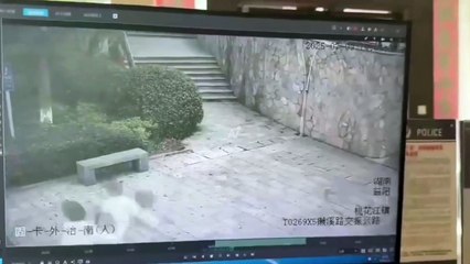 Imágenes fuertes: Dos jóvenes mueren al estrellarse en motocicleta sin casco