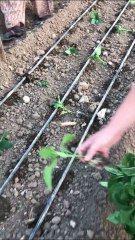 Biber fidesi dikimi ve ilk sulama