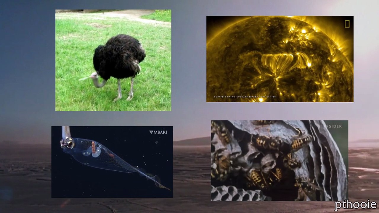 [Collab entry][YTP] Farts of the Pingas