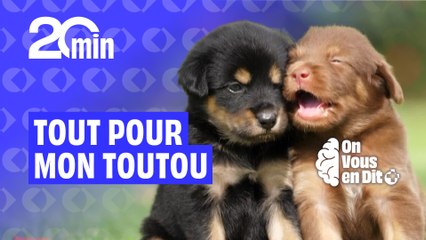 Émilie ferait tout pour son toutou