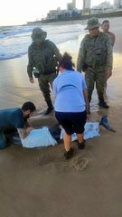 Populares tentam resgatar golfinho ferido no mar da Pituba