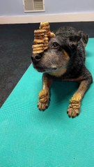 Stop Bad Dog Behavior With Brain Games