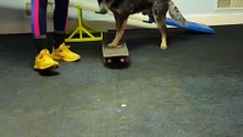 Tired of Barking & Chewing? Try This