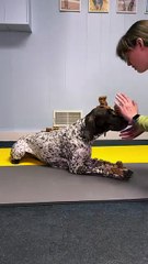 Train Your Dog to Listen Without Yelling