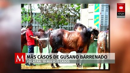 Detectan 19 nuevos casos del gusano barrenador en Yucatán