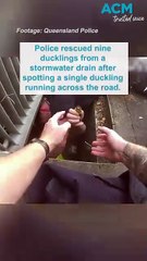 Police rescue ducklings from a stormwater drain