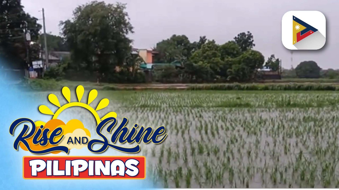 60 ektaryang palayan, lubog sa putik dulot ng malakas na agos ng tubig sa Ilocos Norte; Prov'l gov't, tiniyak ang tulong para sa mga apektadong magsasaka