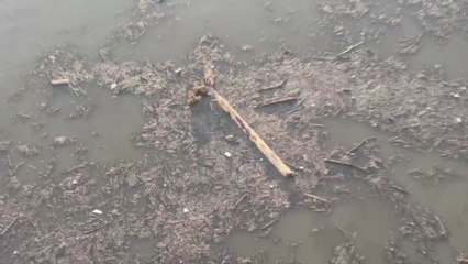 뻘밭 된 한강...물결 대신 부유물만 '둥둥' / YTN