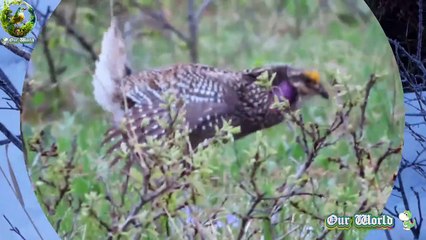 Spectacular Dancing Bird - Sharp tailed grouse 02