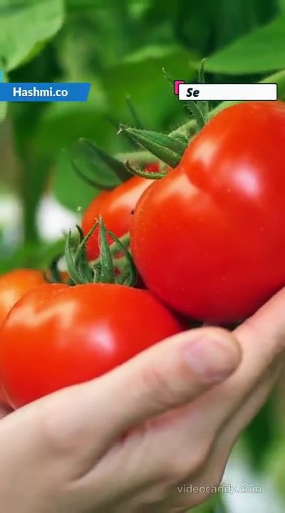 Health Benefits of Tomatoes
