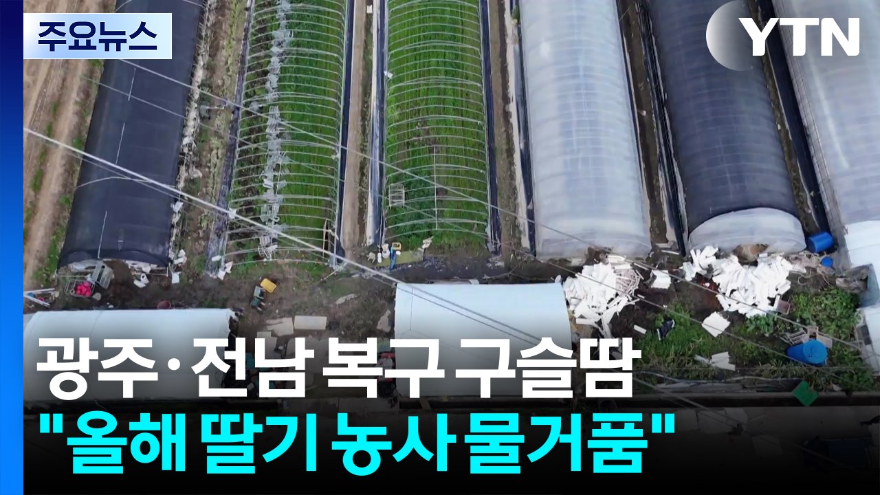 광주·전남 수해 복구 구슬땀..."올해 딸기 농사 물거품" / YTN