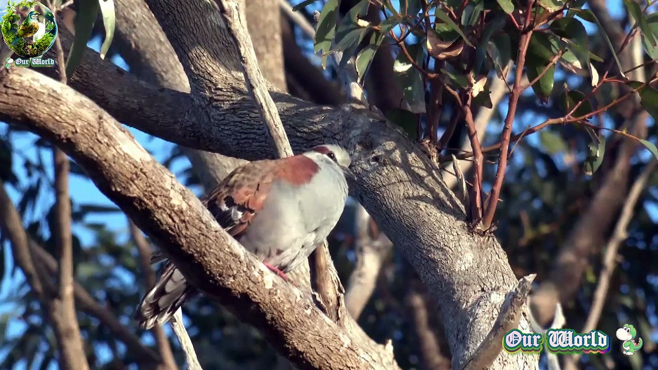 Brush Bronzewing