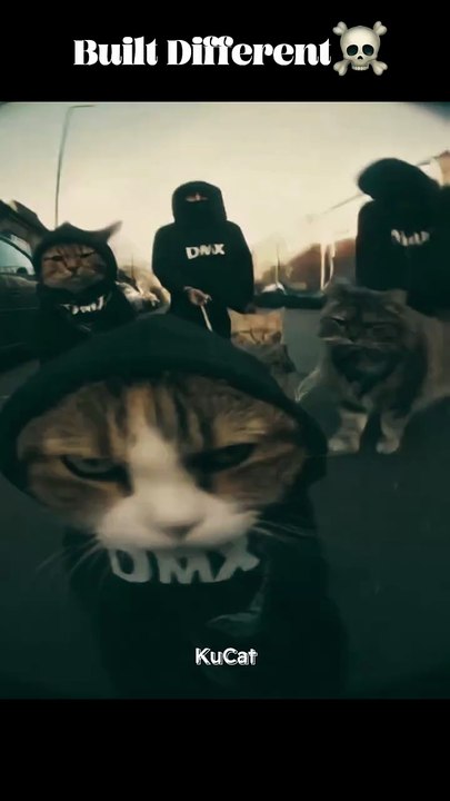 "Real Ones Move in Silence 🔥 #gangsta #shorts  #adorable #aicat