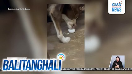Alagang aso, may hidden "awww-bility" sa pagbabalat ng itlog; mahilig din sa basketball | Balitanghali