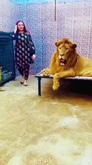 Lion ha Billi to Nahi😎 #animals #ytshorts #lion main Saqib #petlover.  #tiger
