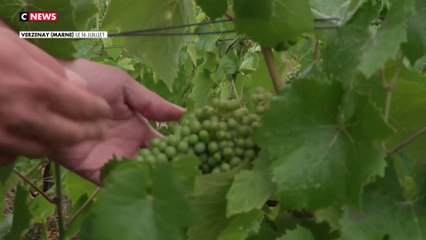 Agriculture : les viticulteurs inquiets des droits de douane qui entrent en vigueur le 1er août
