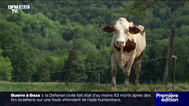 Dermatose nodulaire : entre vaccination massive et abattages, l’inquiétude des éleveurs grandit