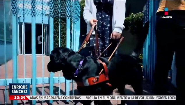 Perros guía se convierten en los ojos de personas con debilidad visual