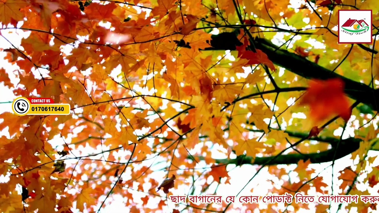 গাছের পাতা হলুদ হয়ে যাচ্ছে  জেনে নিন আসল কারণ ও সমাধান 🌿✅