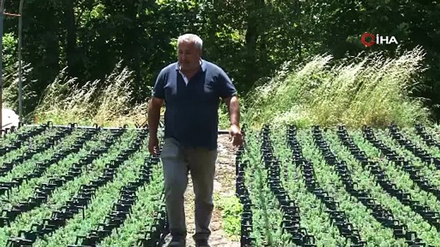 Uludağ etekleri lavanta kokacak