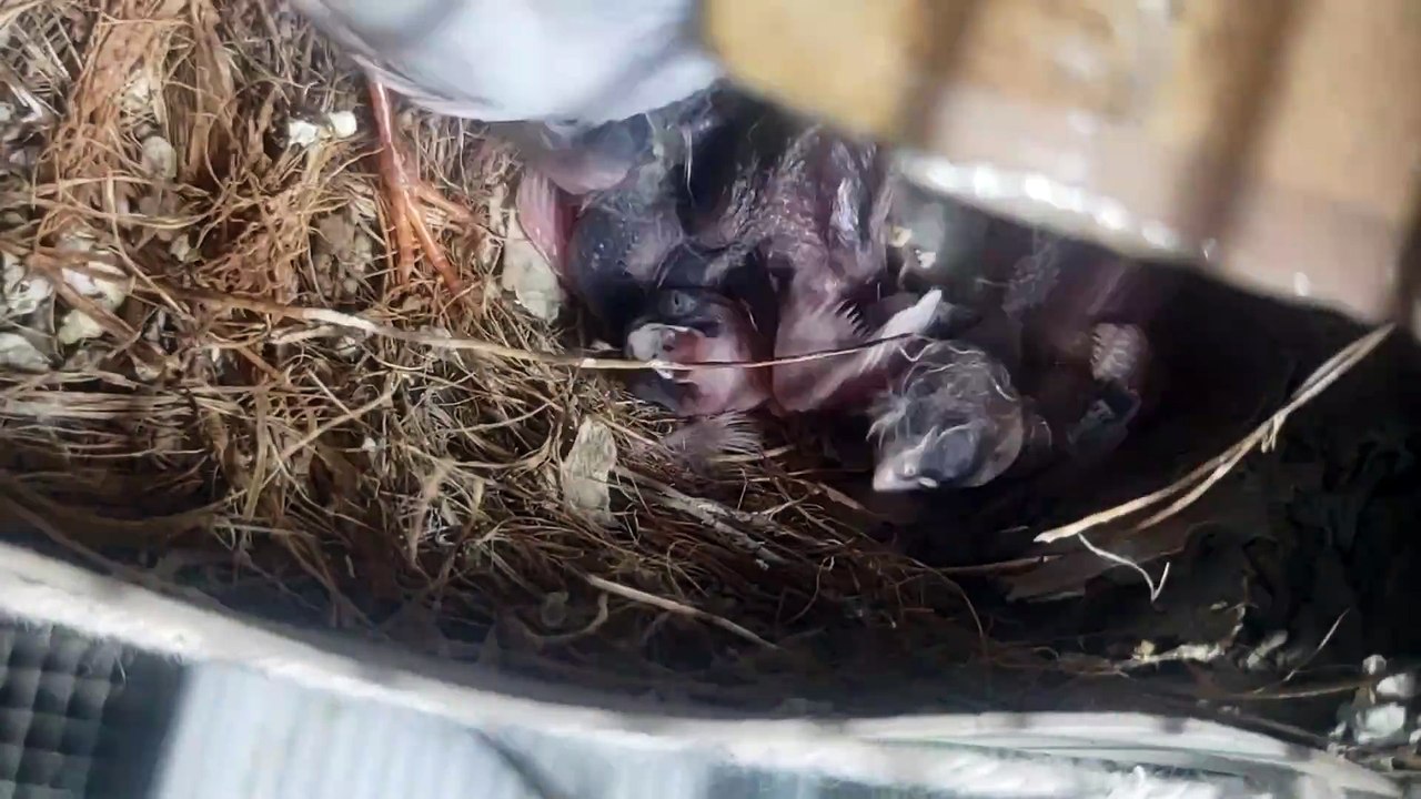 bird chick