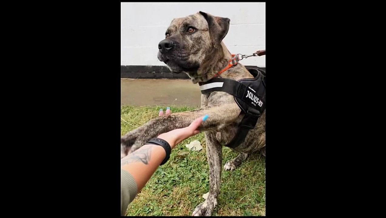 Luna is currently the longest termer dog at RSPCA South Yorkshire Animal Centre