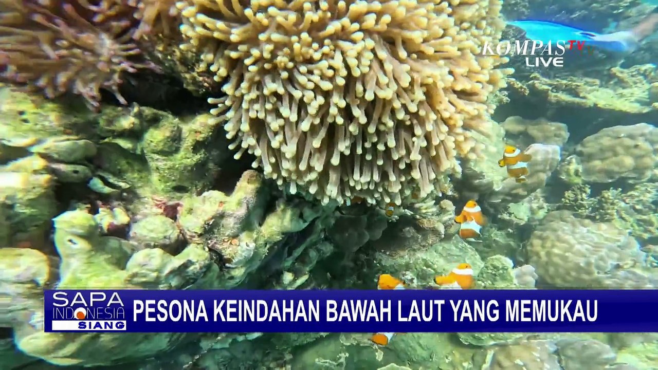 Intip Pesona Keindahan Bawah Laut Karimunjawa yang Memukau | SAPA SIANG