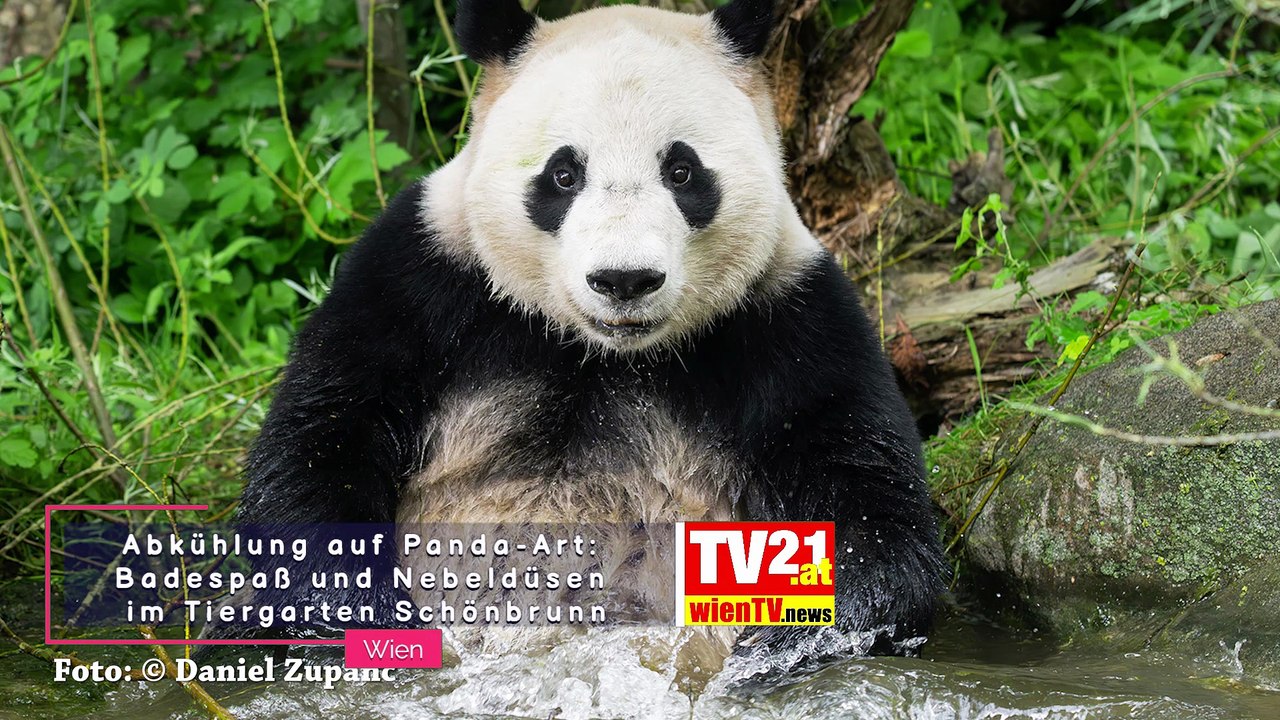 Abkühlung auf Panda-Art Badespaß und Nebeldüsen im Tiergarten Schönbrunn