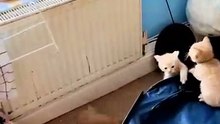 Chat-22