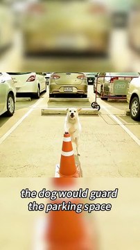 Would you adopt such a dog #dramachina #cdrama #cdramalover #chinese #chinesedramaengsub