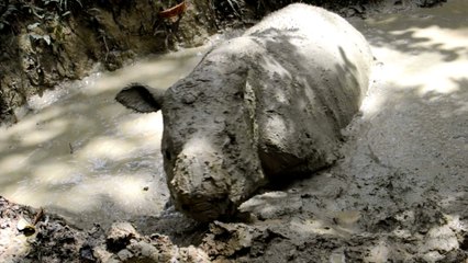 El animal más raro del mundo: solo quedan 50 ejemplares en todo el planeta