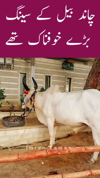CHAND Bail k Seng Boht KHATARNAK Thy😱