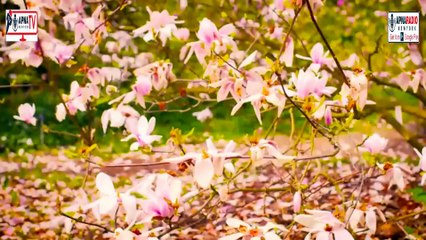 FLOWERS in Amazing Nature Scenes! Apna Tv New York 21-07-2025