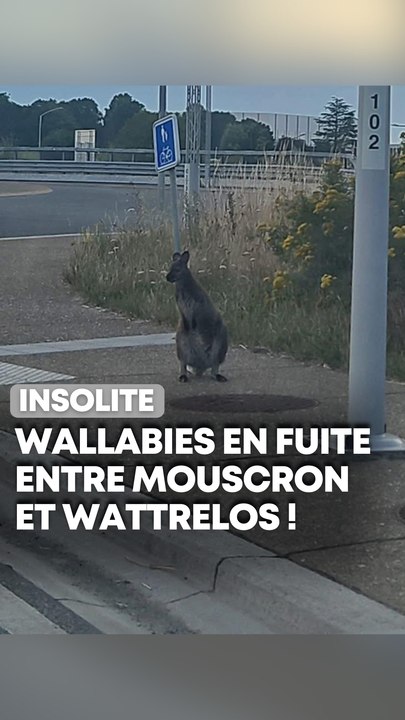 Des wallabies en cavale dans le Nord !