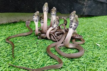 एक-एक कर आए 18 कोबरा...