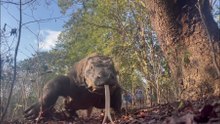 One Bite, No Escape – Komodo Dragon’s Secret Weapon