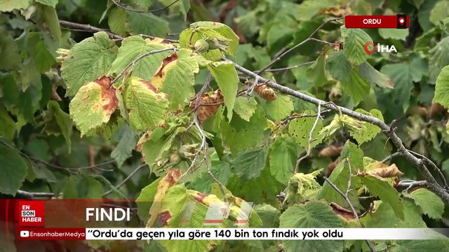 Ordu'da fındık rekoltesinde ciddi düşüş yaşandı