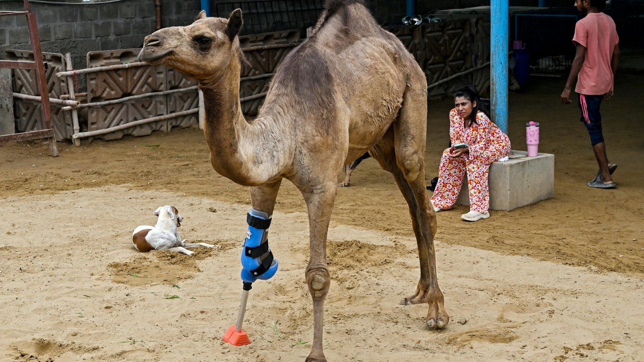 Misshandeltes Kamel kann dank Beinprothese wieder laufen