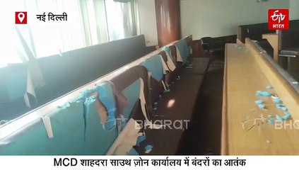 दिल्ली में MCD के शाहदरा साउथ ज़ोन कार्यालय में बंदरों का आतंक, जानिए क्या बोले चेयरमैन