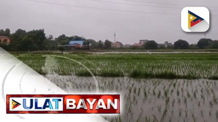 Agricultural damage dulot ng Bagyong #CrisingPH at habagat, umabot na sa P53.7-M