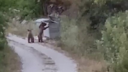 Köye inen ayıları “Gülümseyin çekiyorum” diyerek cep telefonuyla kaydetti