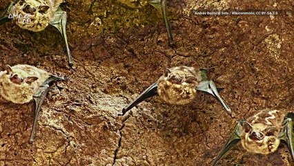 Does Baby Talk Actually Work for Different Species?