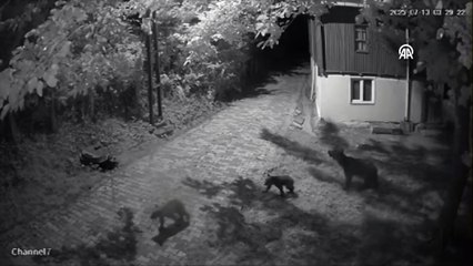 Sinop’ta anne ayı ve iki yavrusunun dut yedikleri anlar kameralara yansıdı