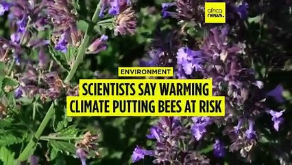 Scientists say warming climate is putting bees at risk